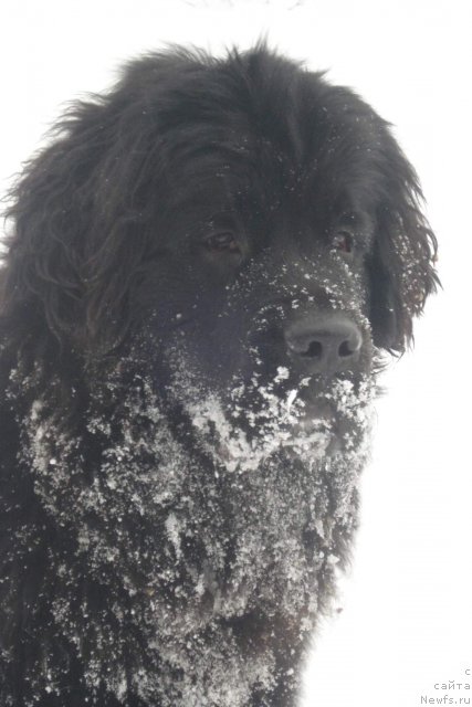 Фото: ньюфаундленд Ньюфорт Фактория Успеха