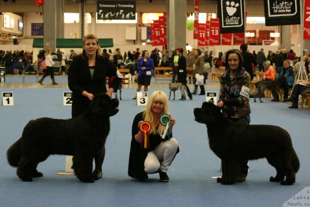 Фото: Nemiron Pina Colada, ньюфаундленд Бегущая по Волнам Дансинг Квин (Beguschaya po Volnam Dancing Queen), Ольга Королева