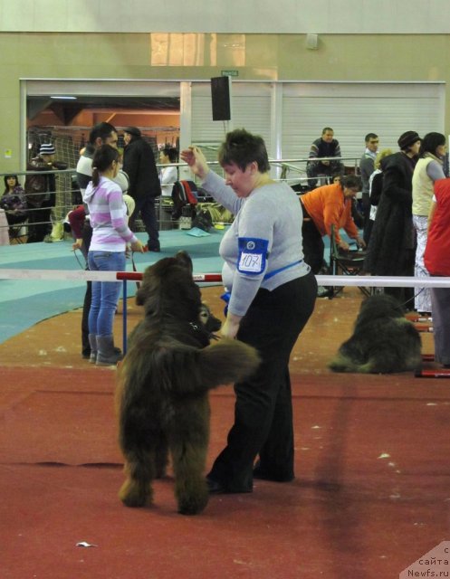 Фото: ньюфаундленд Обуш Шед Якутия (Obush Shed Yakutia), Вера Гнитеева