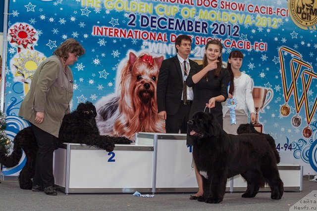 Фото: ньюфаундленд Сказочная Кроха Медисон (Skazochnaya Kroha Medison), хендлер - Анастасия Гладких