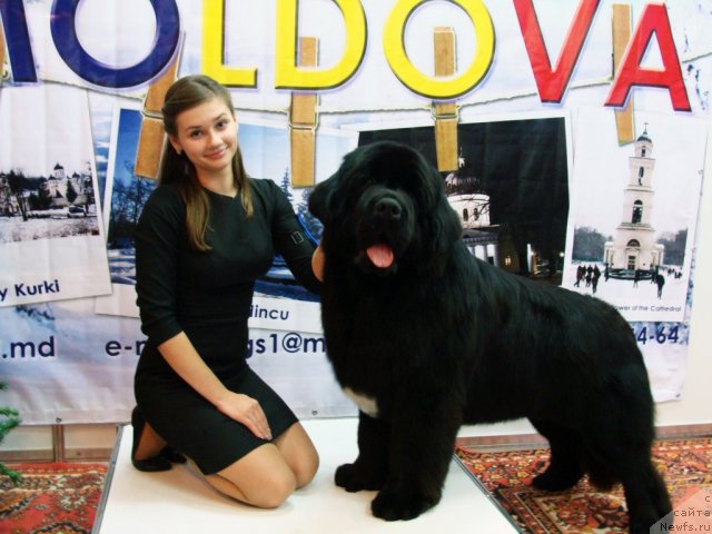 Фото: ньюфаундленд Сказочная Кроха Медисон (Skazochnaya Kroha Medison), хендлер - Анастасия Гладких