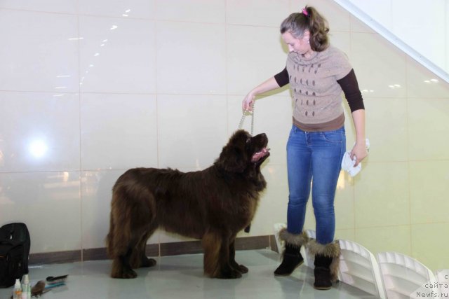 Фото: ньюфаундленд Бархатка Роскошная, и дочь Алена