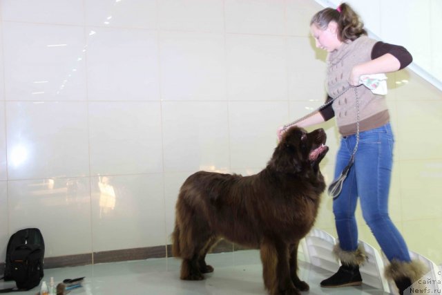 Фото: ньюфаундленд Бархатка Роскошная, дочь Алена