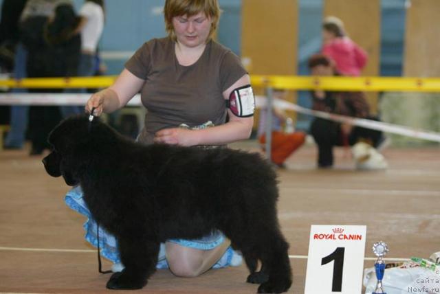 Фото: ньюфаундленд Акватория Келвин Зигмунд