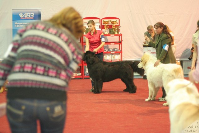 Фото: ньюфаундленд Сказочная Кроха Медисон (Skazochnaya Kroha Medison), хендлер - Анастасия Гладких