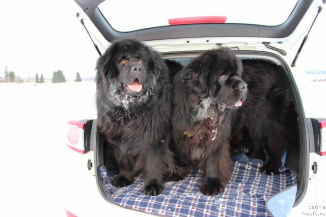 Фото: ньюфаундленд Ньюфорт Лунный Бархат, ньюфаундленд Баловень Судьбы