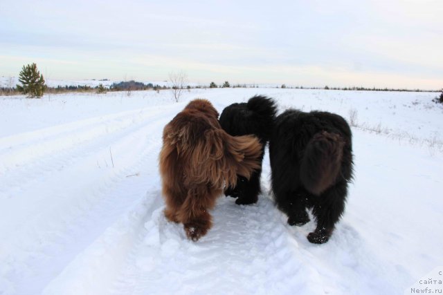 Фото: ньюфаундленд Баловень Судьбы, ньюфаундленд Ньюфорт Лунный Бархат, ньюфаундленд Бархатка Роскошная