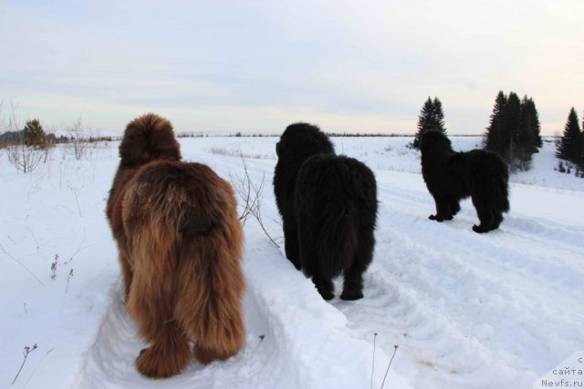 Фото: ньюфаундленд Баловень Судьбы, ньюфаундленд Ньюфорт Лунный Бархат, ньюфаундленд Бархатка Роскошная