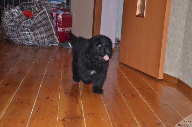 Фото: ньюфаундленд Супер Премиум Мальта