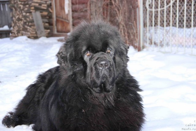 Фото: ньюфаундленд Баловень Судьбы