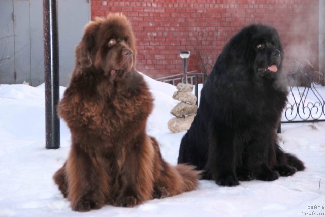 Фото: ньюфаундленд Ньюфорт Лунный Бархат, ньюфаундленд Бархатка Роскошная