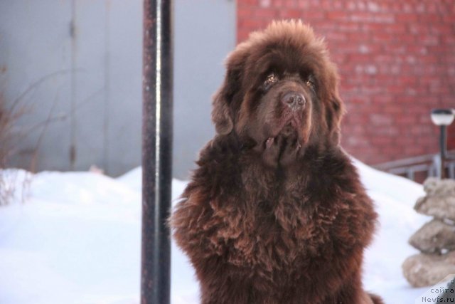 Фото: ньюфаундленд Бархатка Роскошная
