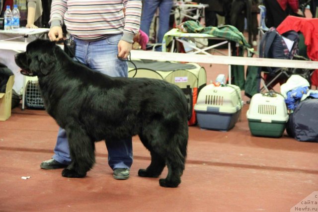 Фото: ньюфаундленд Их Высочество Владлена Маджикс