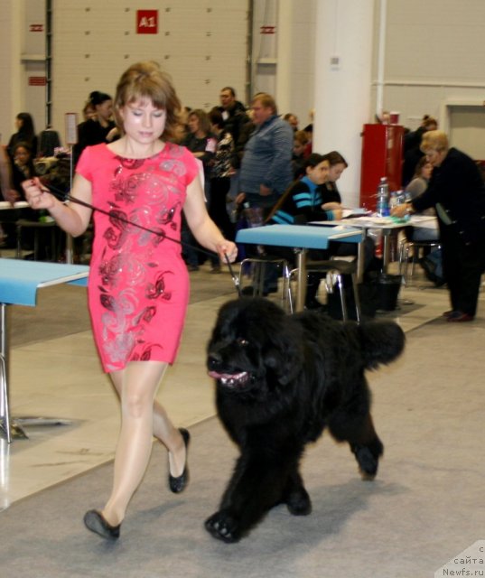 Фото: ньюфаундленд Супер Премиум Лиллихаммер (Super Premium Lillihamer)