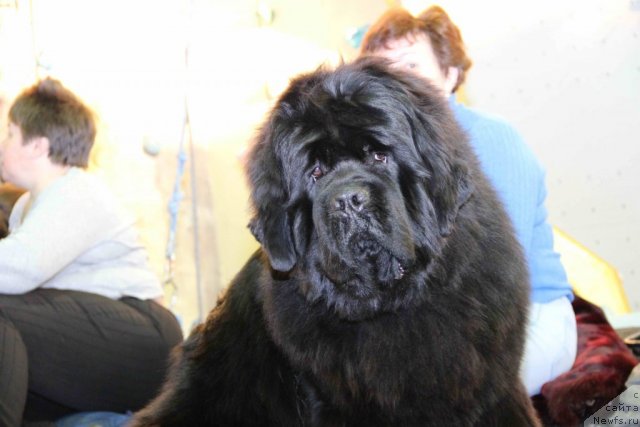 Фото: ньюфаундленд Ньюфорт Фидель (Njufort Fidel)