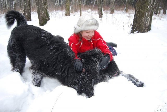 Фото: ньюфаундленд Антей Гранд Победитель, ньюфаундленд Супер Премиум Лав Ми Тендер, Дарья Санникова