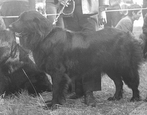 Фото: ньюфаундленд Гардиар Иринга