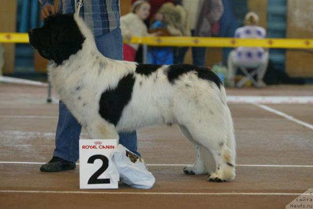 Фото: ньюфаундленд Супер Бизон Батон