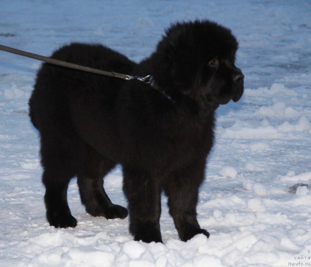 Фото: ньюфаундленд Абсолют Прайз Династия Совершенства (Absolute Prize Dinastiya Soverchenstva)