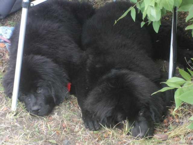 Фото: ньюфаундленд Маскот оф Май Дримс (Mascot of My Dreams), Елена Высевко