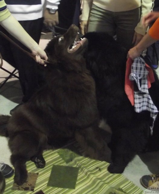 Фото: ньюфаундленд Чарующий Чезарио (Charuyuschiy Chezario), ньюфаундленд Хохотушка с Берега Дона (Hohotushka s Berega Dona)