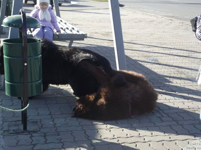 Фото: ньюфаундленд Чарующий Чезарио (Charuyuschiy Chezario), ньюфаундленд Хохотушка с Берега Дона (Hohotushka s Berega Dona)