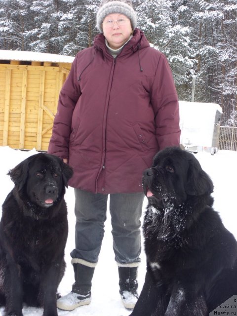 Фото: ньюфаундленд Бонни Флайт, ньюфаундленд Рестайлинг Фром Шипмэн, Елена Шигаль