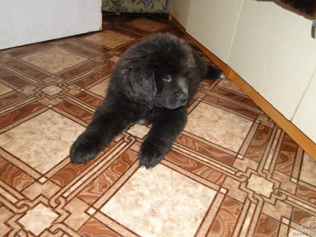 Фото: Принцесса, дочка, ньюфаундленд Глория Гранд Блек, и, ньюфаундленд Бегущая по Волнам Зеро Коол