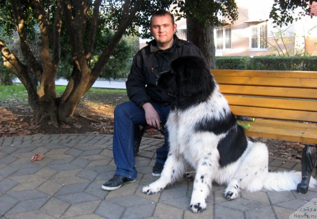 Фото: ньюфаундленд Питерньюф Хубба-Бубба, Владимир Слепченко