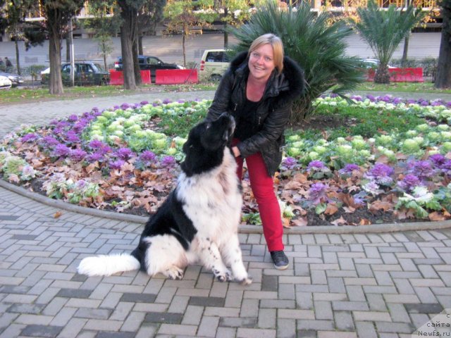 Фото: ньюфаундленд Питерньюф Хубба-Бубба