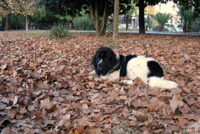 Фото: ньюфаундленд Питерньюф Хубба-Бубба