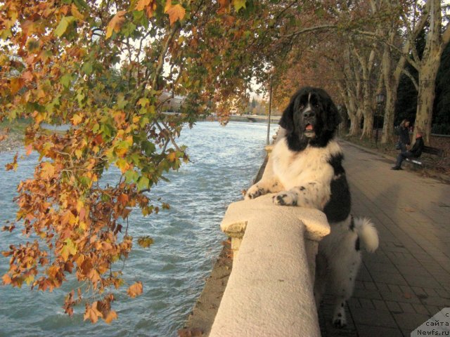 Фото: ньюфаундленд Питерньюф Хубба-Бубба