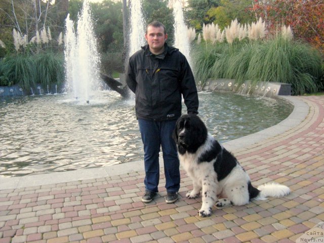 Фото: ньюфаундленд Питерньюф Хубба-Бубба, Владимир Слепченко