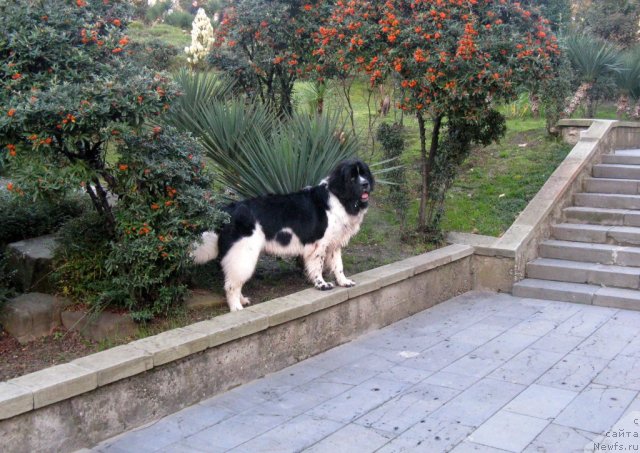 Фото: ньюфаундленд Питерньюф Хубба-Бубба