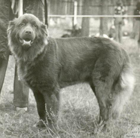 Фото: ньюфаундленд Гардиар Ирда