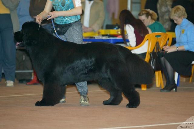 Фото: ньюфаундленд О Блек Диамонд Литтл Беар (O Black Diamond Little Bear)