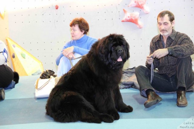 Фото: ньюфаундленд Ньюфорт Фидель (Njufort Fidel)