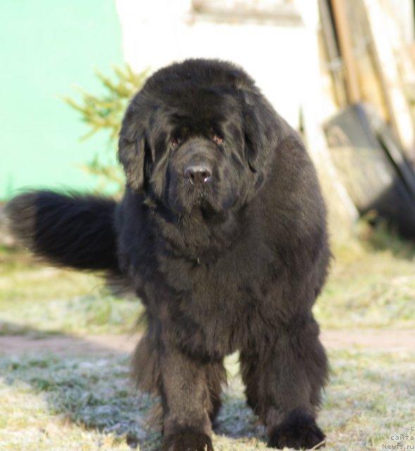 Фото: ньюфаундленд Thickish Newfoundland Monnalisadellagioconda