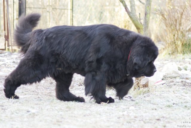 Фото: ньюфаундленд Thickish Newfoundland Monnalisadellagioconda