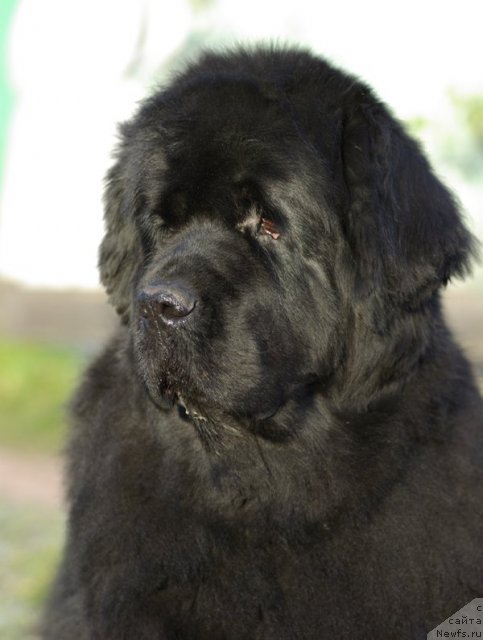 Фото: ньюфаундленд Thickish Newfoundland Monnalisadellagioconda