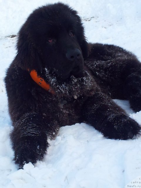 Фото: ньюфаундленд Зерро