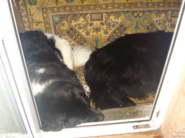 Фото: ньюфаундленд Супер Бизон Златогор, ньюфаундленд Капитан Ньюфорт