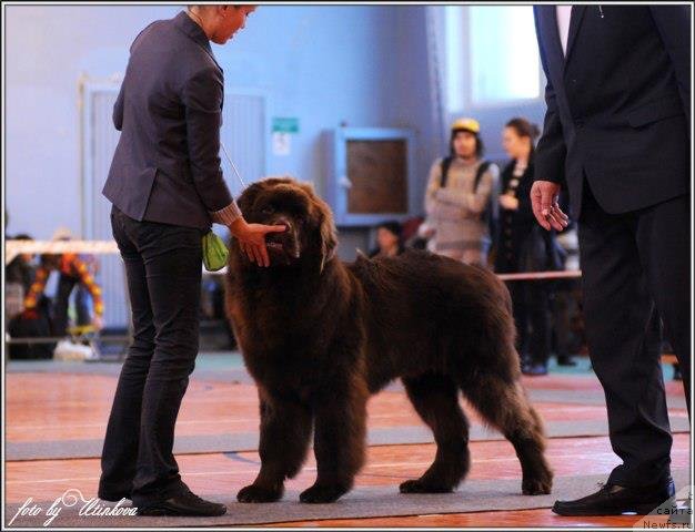 Фото: ньюфаундленд Хорунжий с Берега Дона (Horunzhy s Berega Dona)