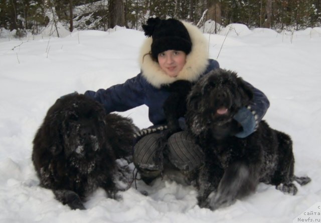Фото: ньюфаундленд Фанньюф Тибул Желанный для Их Высочества