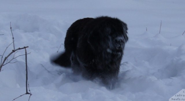 Фото: ньюфаундленд Фанньюф Тибул Желанный для Их Высочества