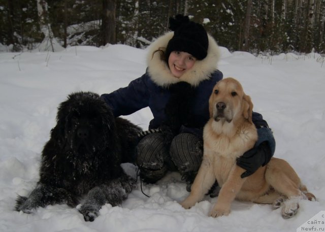 Фото: ньюфаундленд Фанньюф Тибул Желанный для Их Высочества