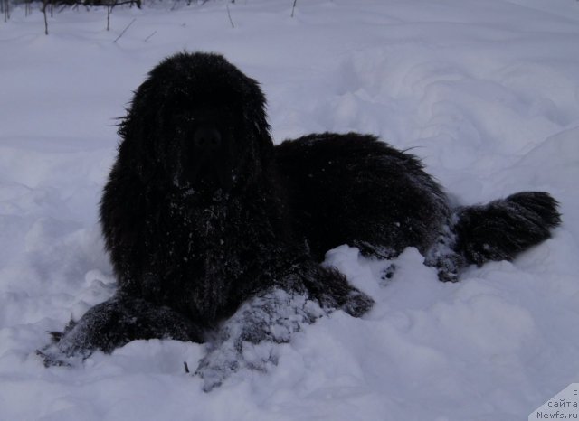 Фото: ньюфаундленд Фанньюф Тибул Желанный для Их Высочества