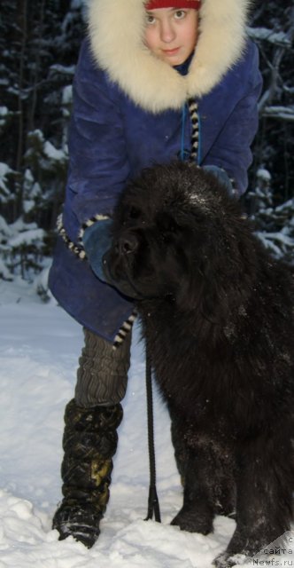 Фото: ньюфаундленд Фанньюф Тибул Желанный для Их Высочества