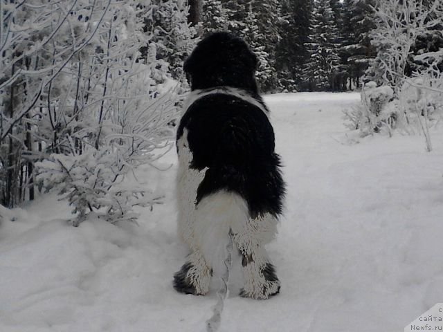 Фото: ньюфаундленд Супер Бизон Жофрей
