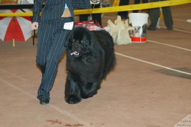 Фото: ньюфаундленд Данс Мемори Фьюджан Риф